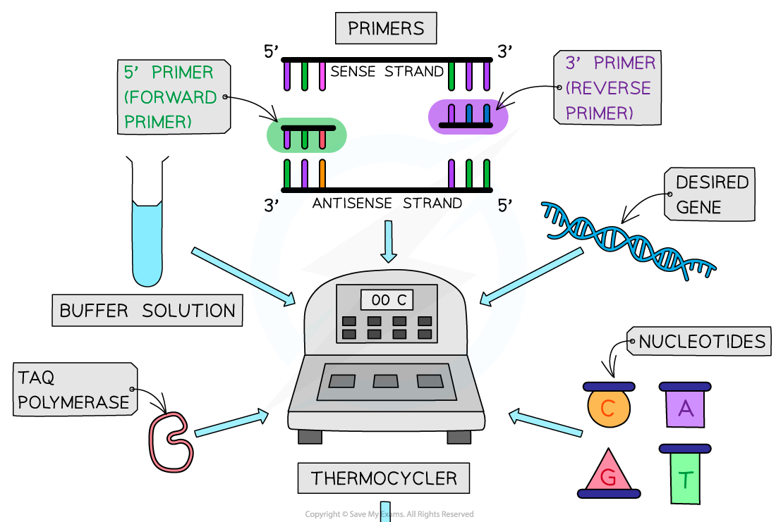 9-Polymerase-chain-reaction-1