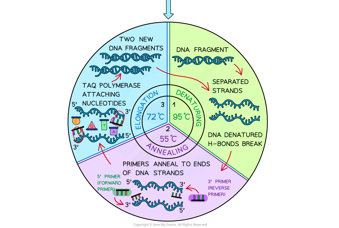 9-Polymerase-chain-reaction-2