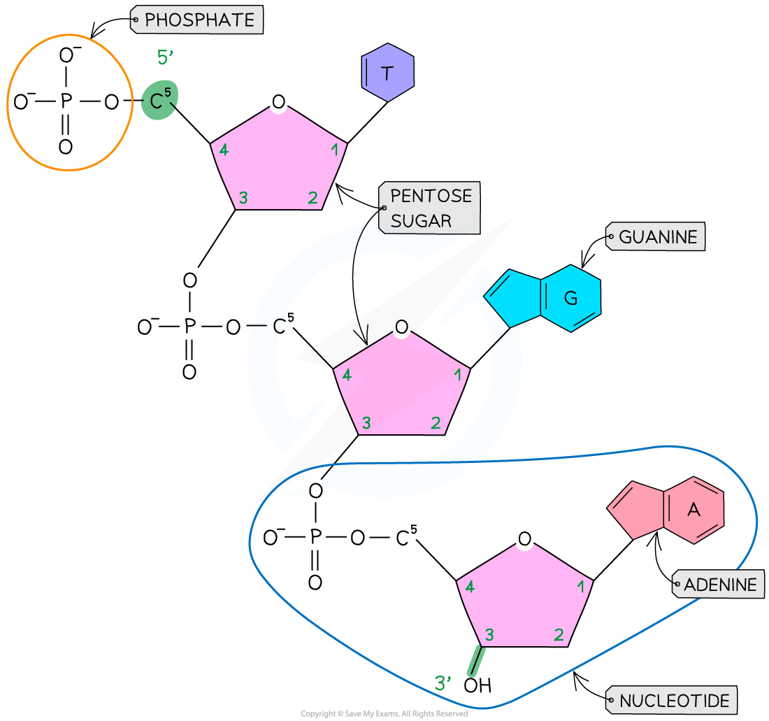 A-single-DNA-polynucleotide-strand