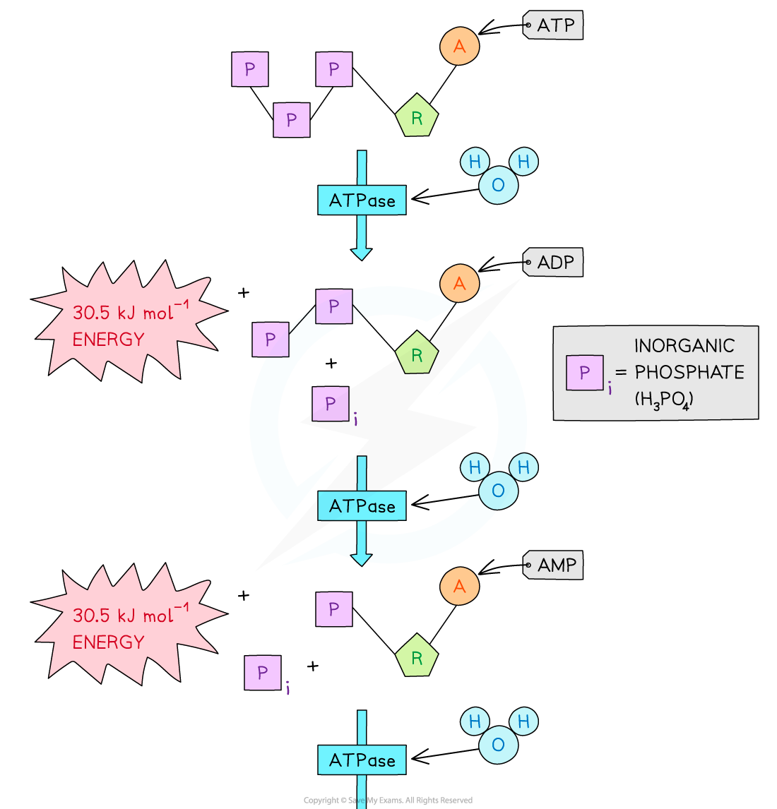 CIE A Level Biology 12 1 2 ATP 