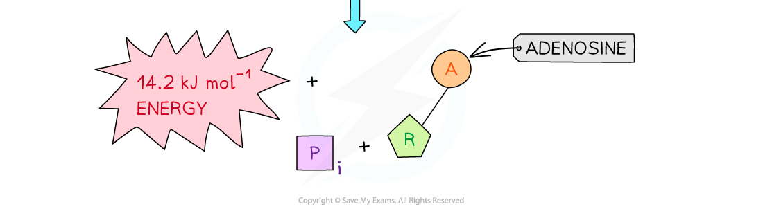 ATP-Hydrolysis-2