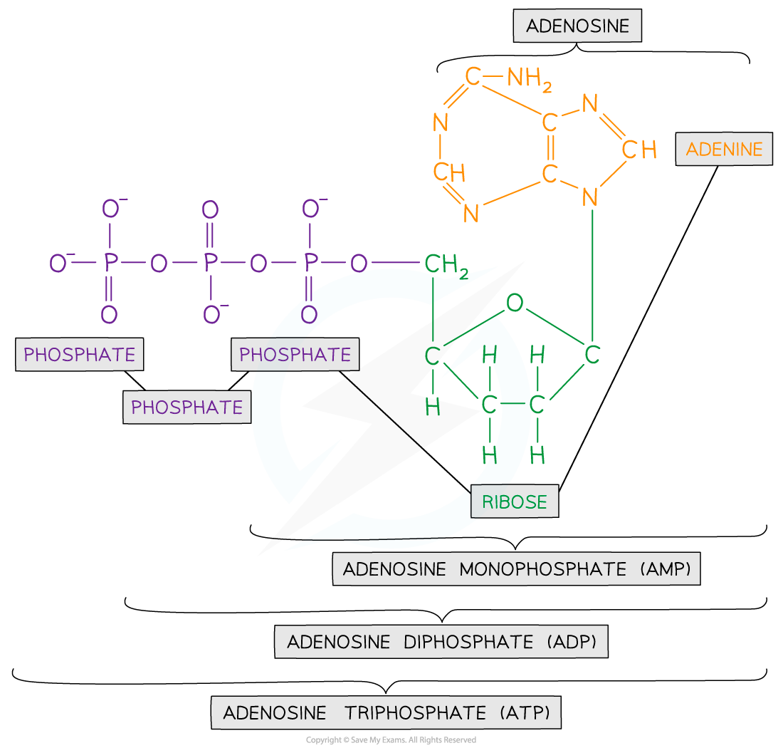 ATP-Structure