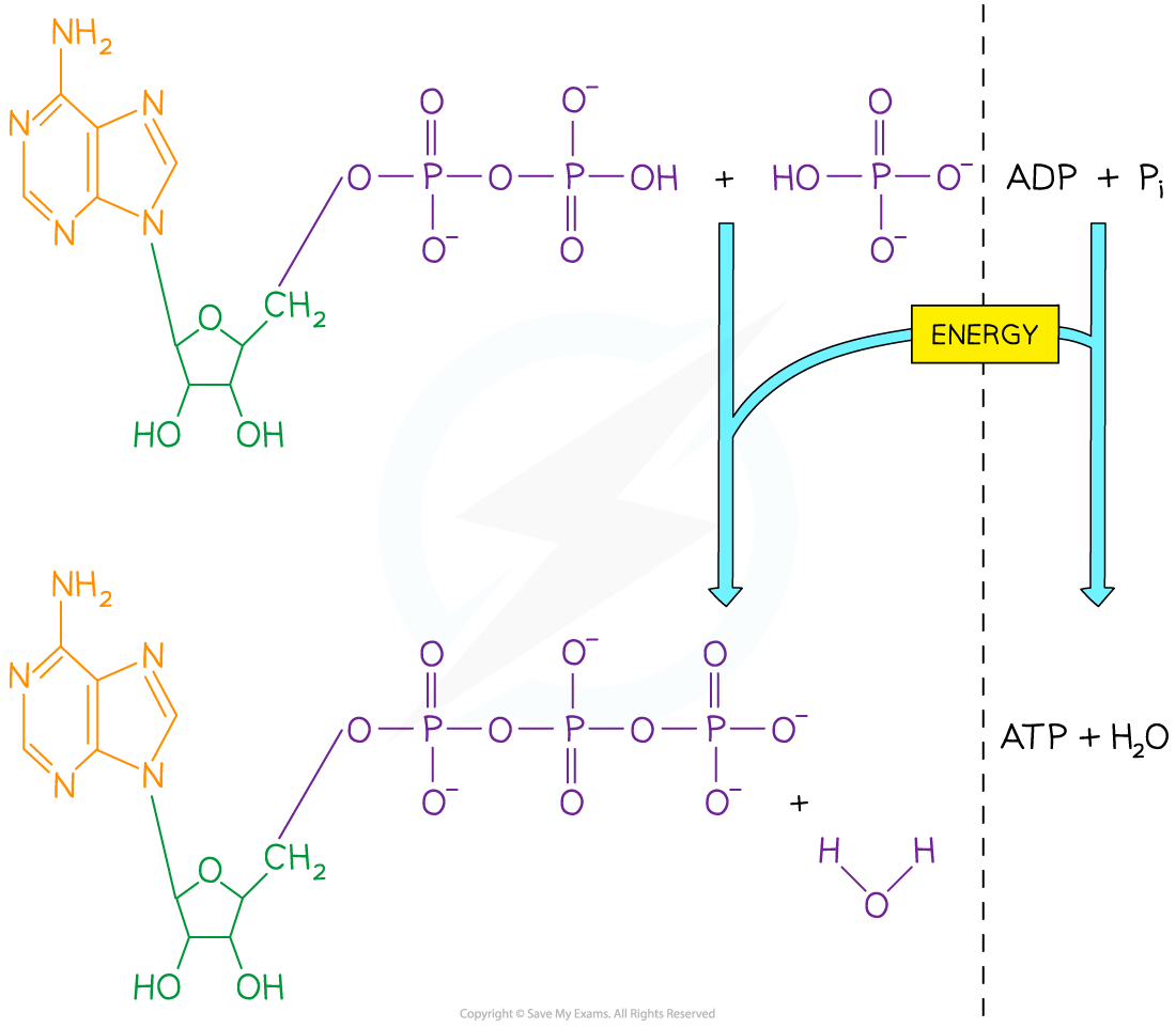 ATP-Synthesis