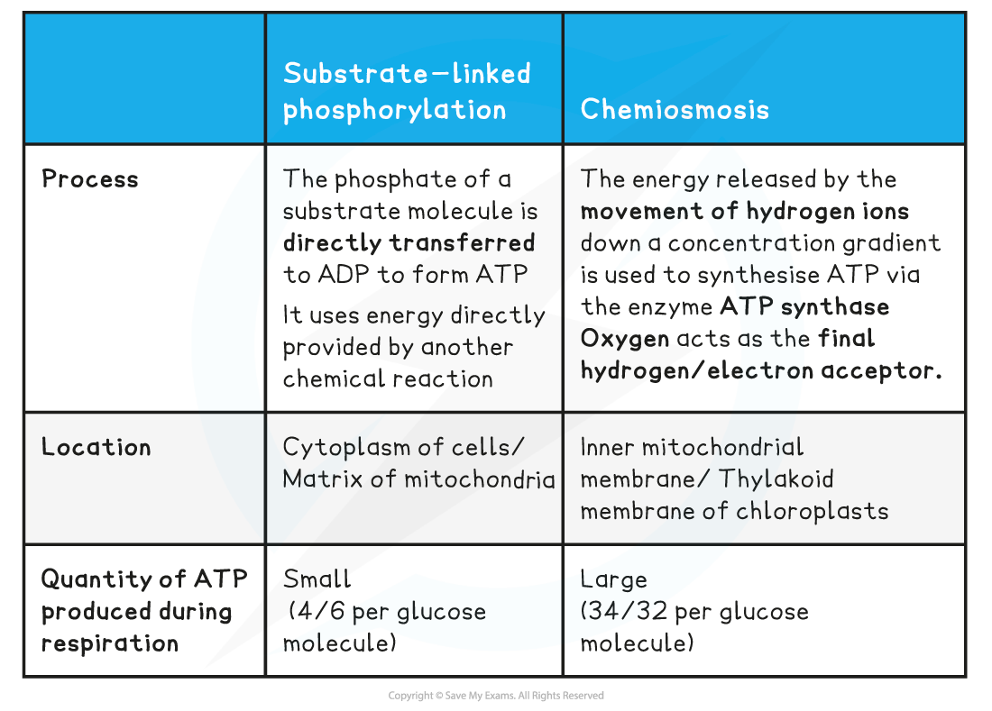 ATP-Synthesis-Table