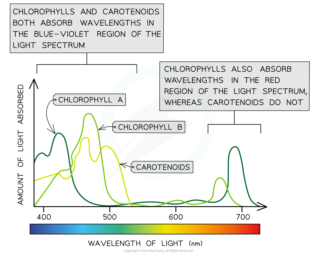 Absorption Spectrum Of Chlorophyll A And B And Carotenoids