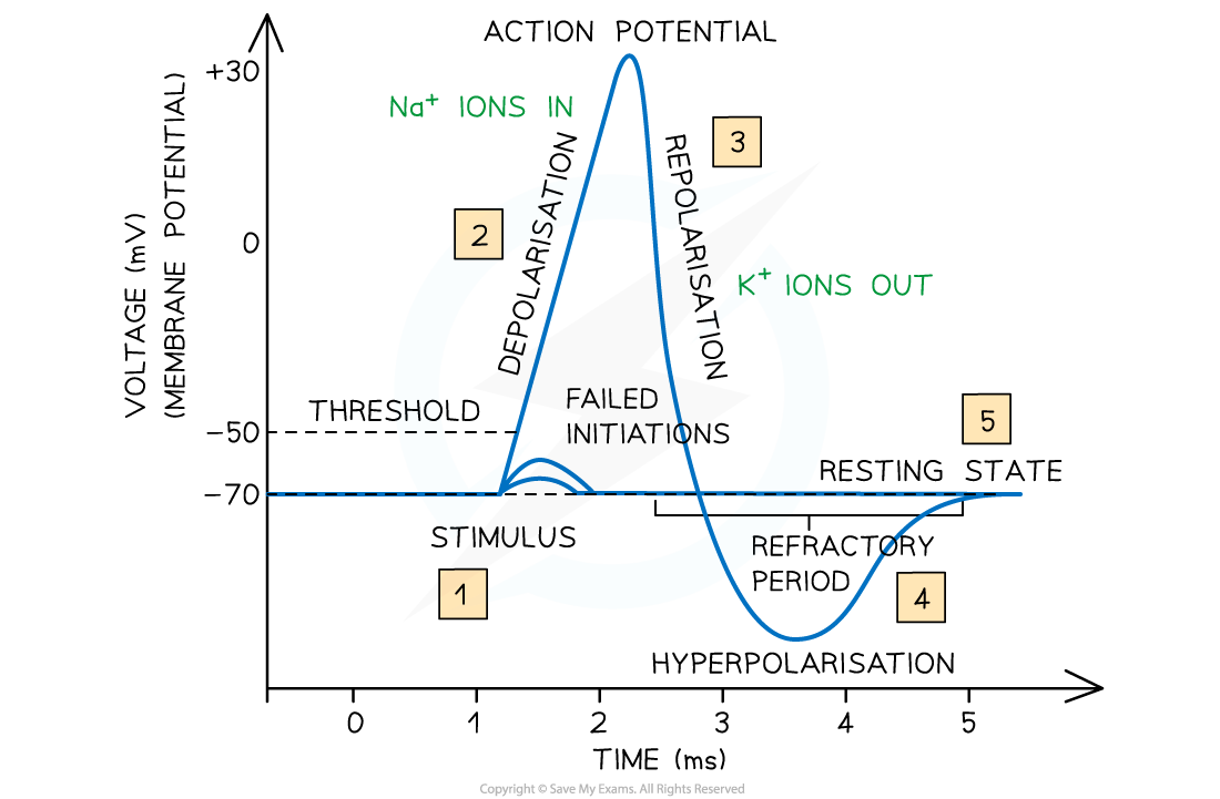 Action-potential-graph