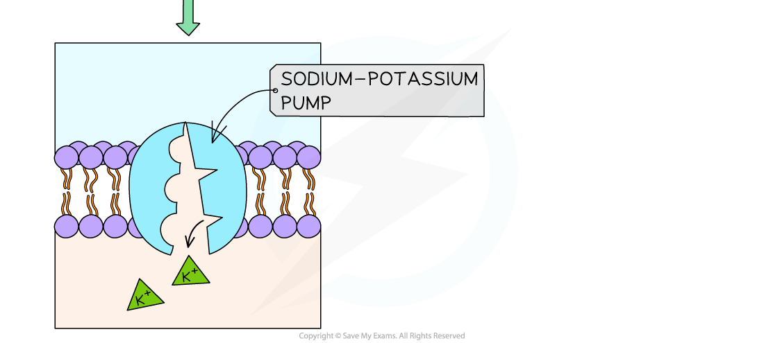 Active-transport-of-sodium-and-potassium-ions-in-axons-using-sodium-potassium-pump-carrier-proteins-2