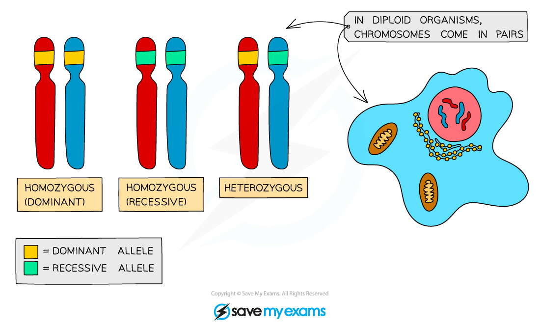 Alleles