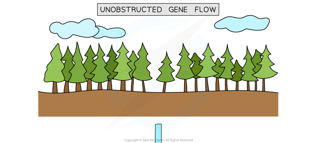 Allopatric-speciation-in-trees-1