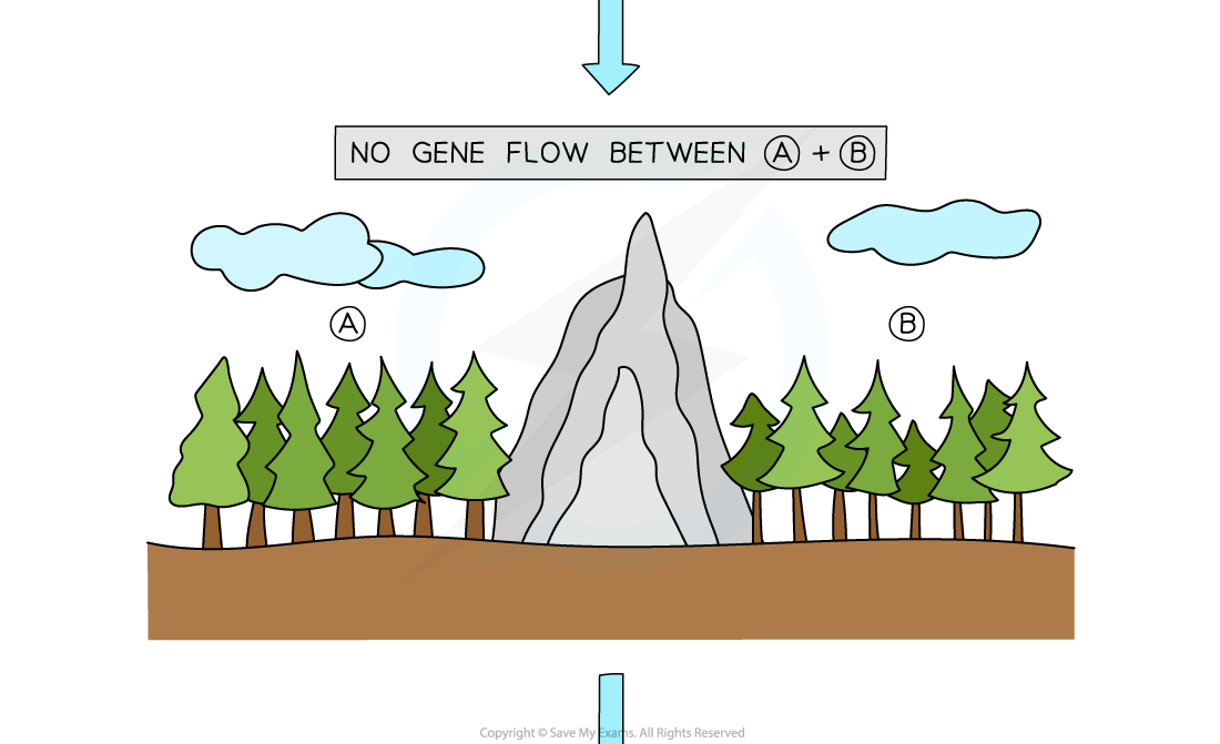 Allopatric-speciation-in-trees-2