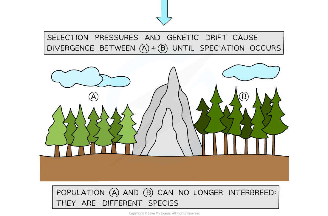 Allopatric-speciation-in-trees-3