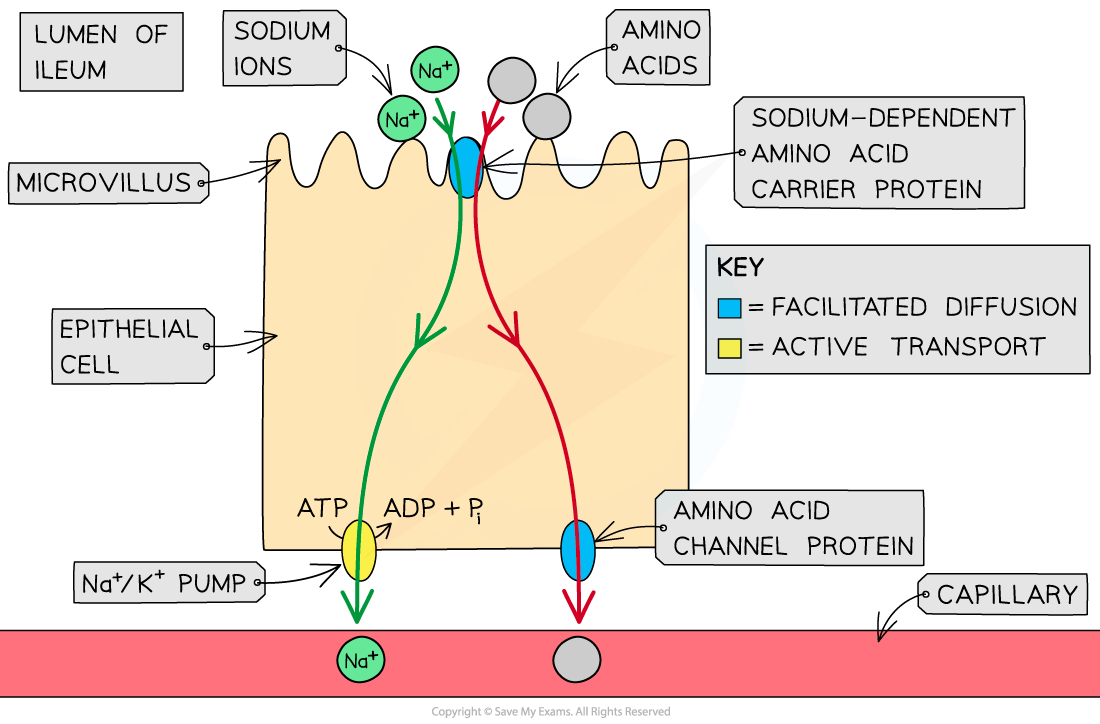 IB DP Biology SL 6 1 3 Absorption 