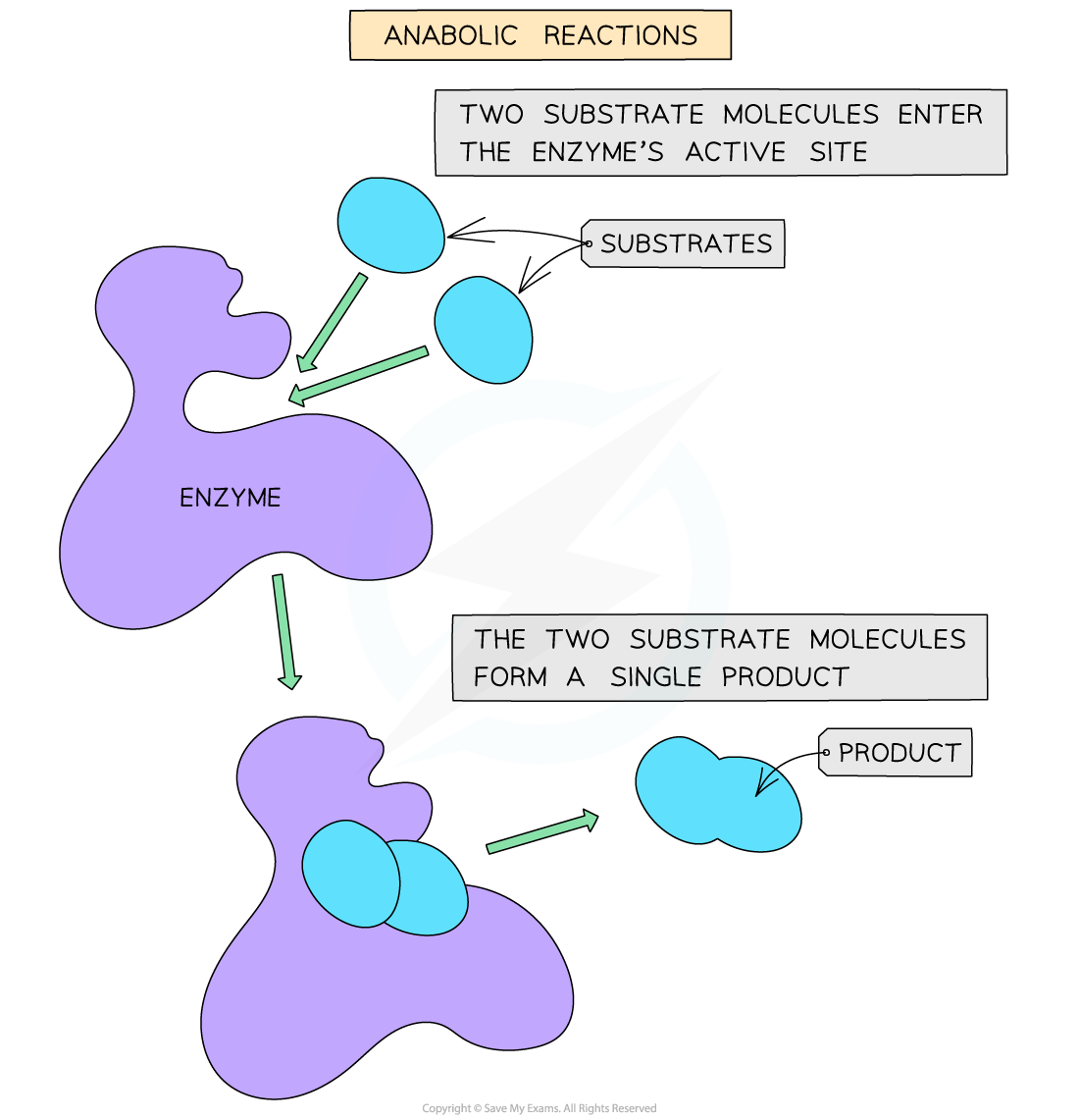 Anabolic-reaction