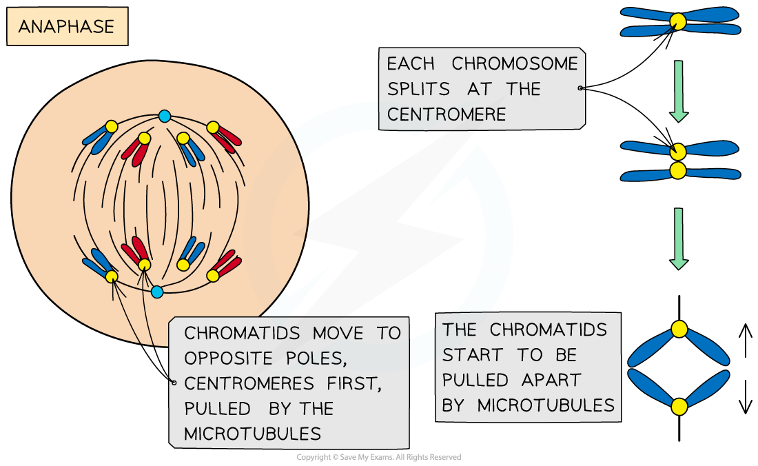 Anaphase-of-mitosis