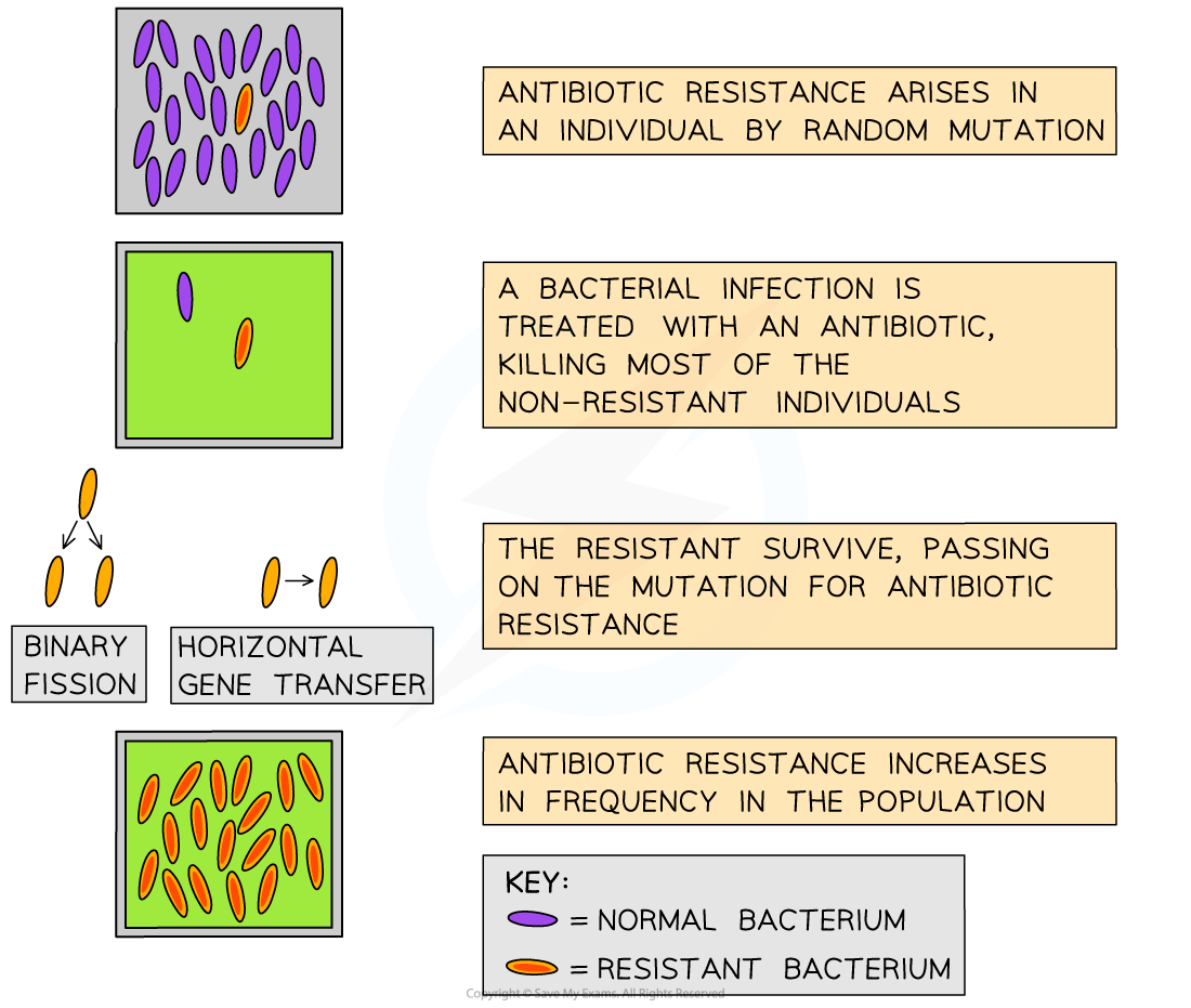 Antibiotic-resistance