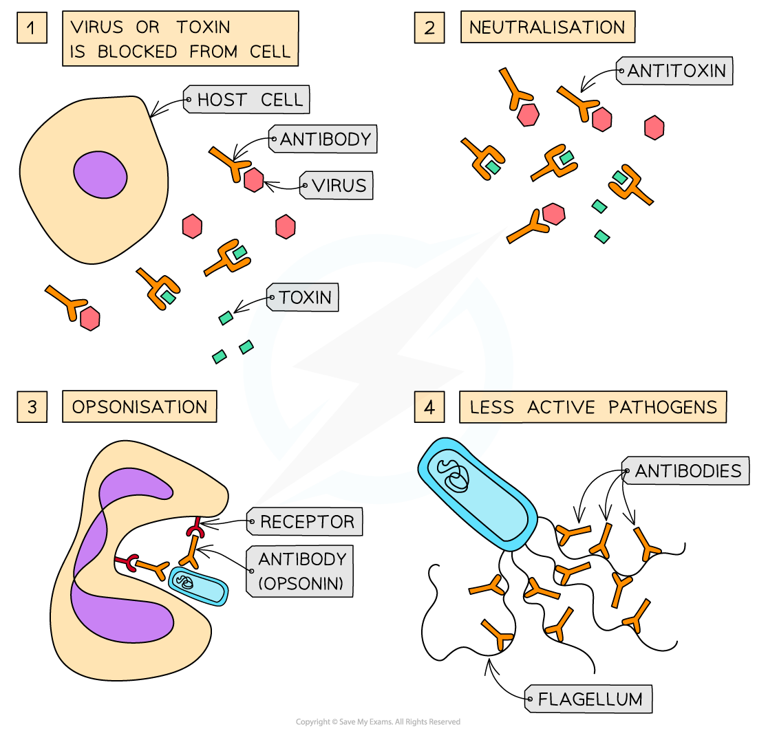 Antibodies_-Functions-1