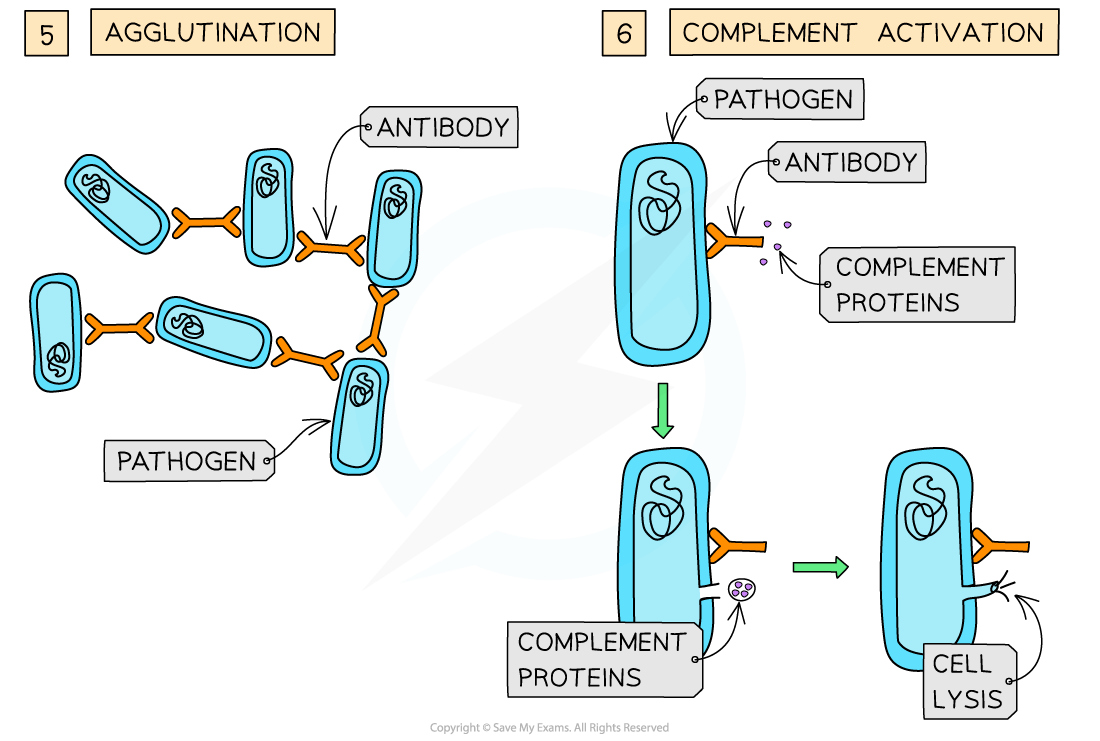 Antibodies_-Functions-2