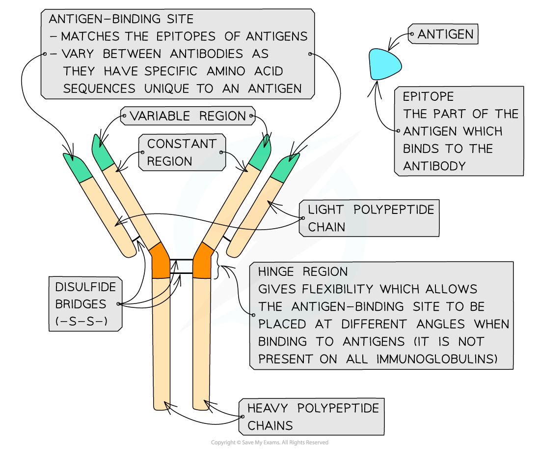 Antibodies_-Structure