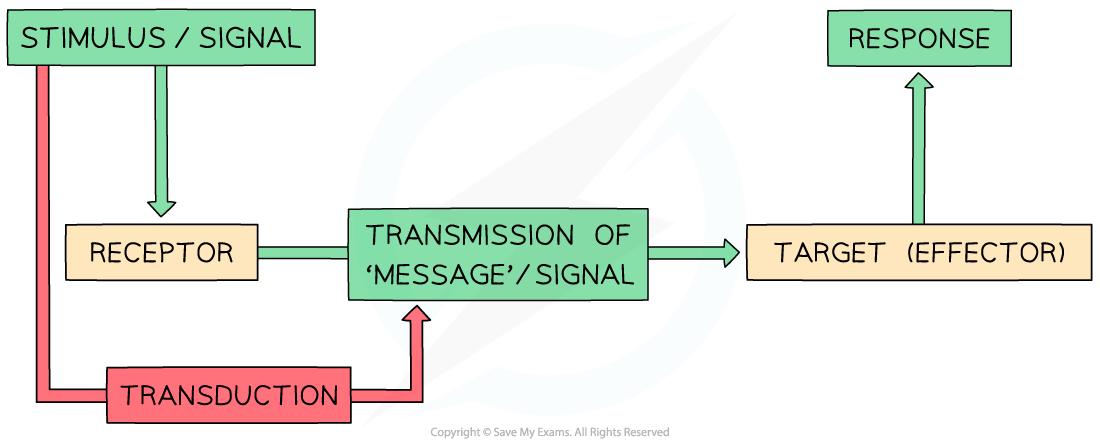 Basic-stages-of-cell-signalling-pathway