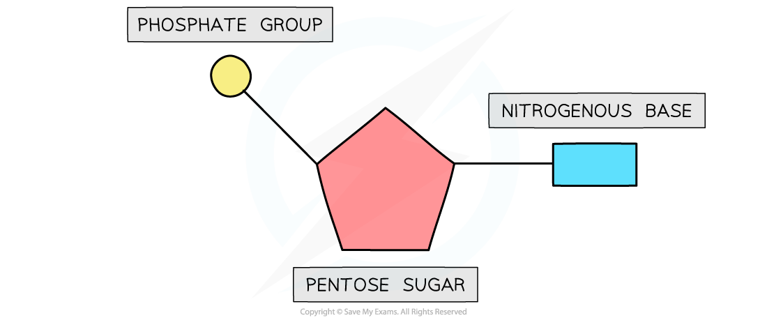 Basic-structure-of-a-nucleotide