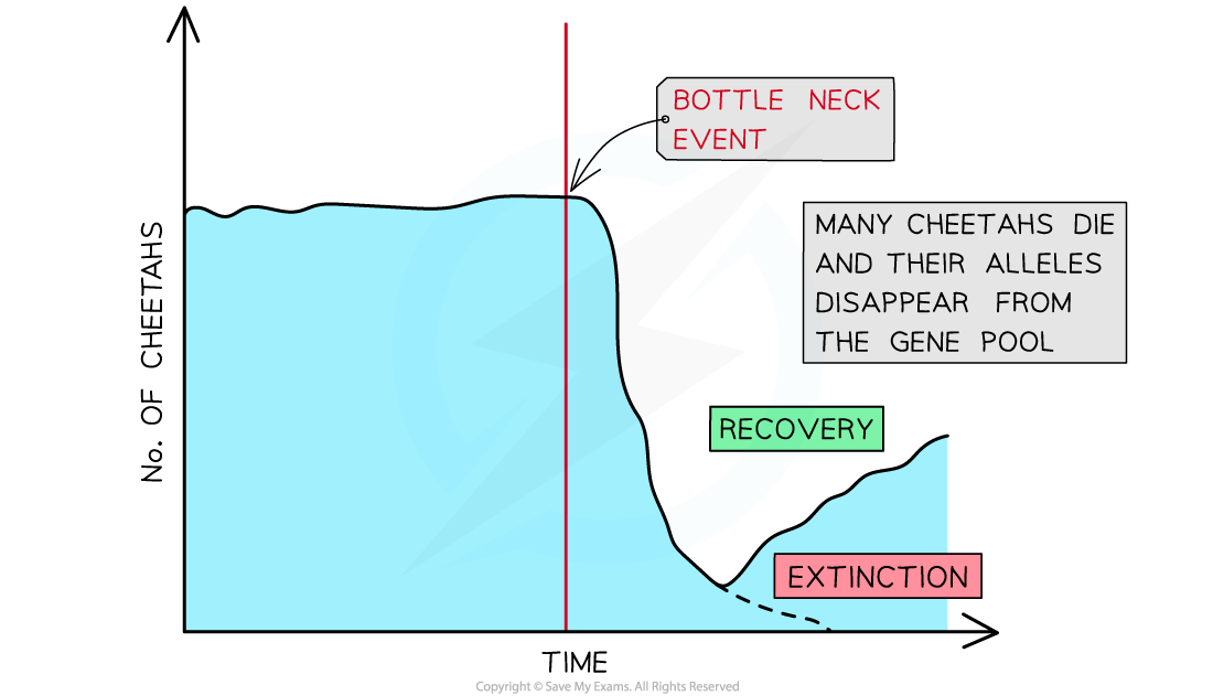 Bottleneck-effect-in-cheetahs_2