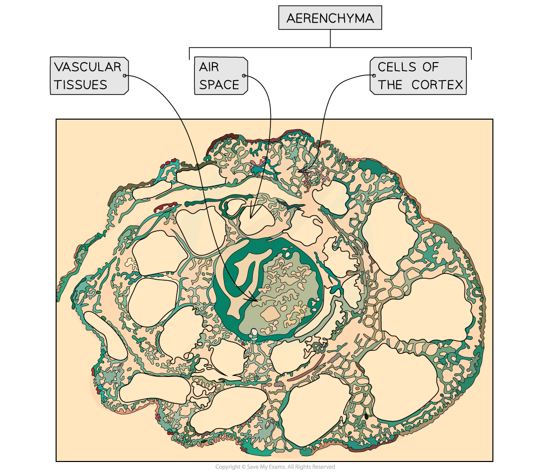 CIE-Textbook-Aerenchyma-tissue