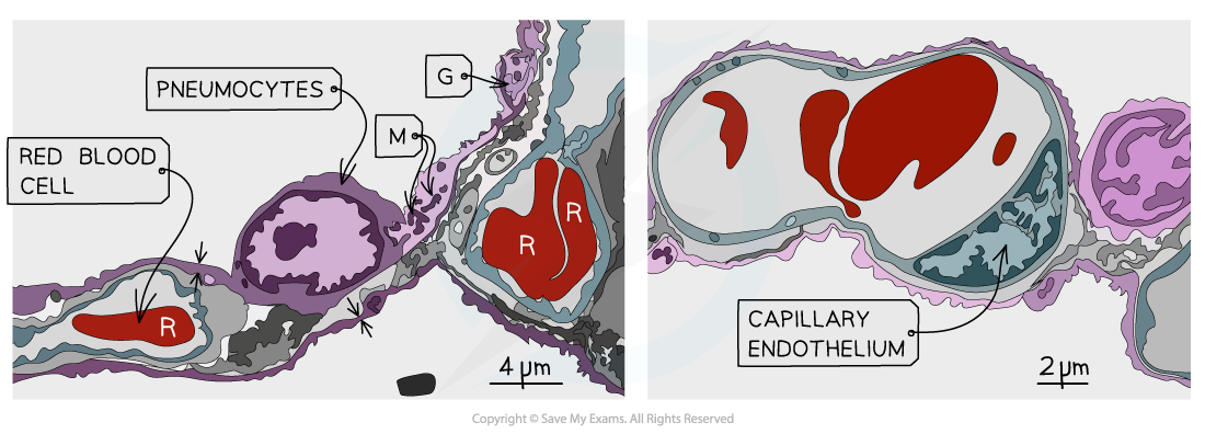 Capillary-Electron-Micrograph