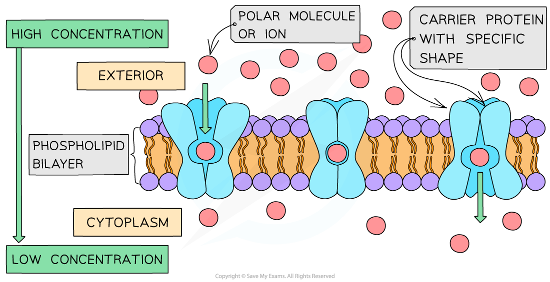 Carrier-protein-in-facilitated-diffusion