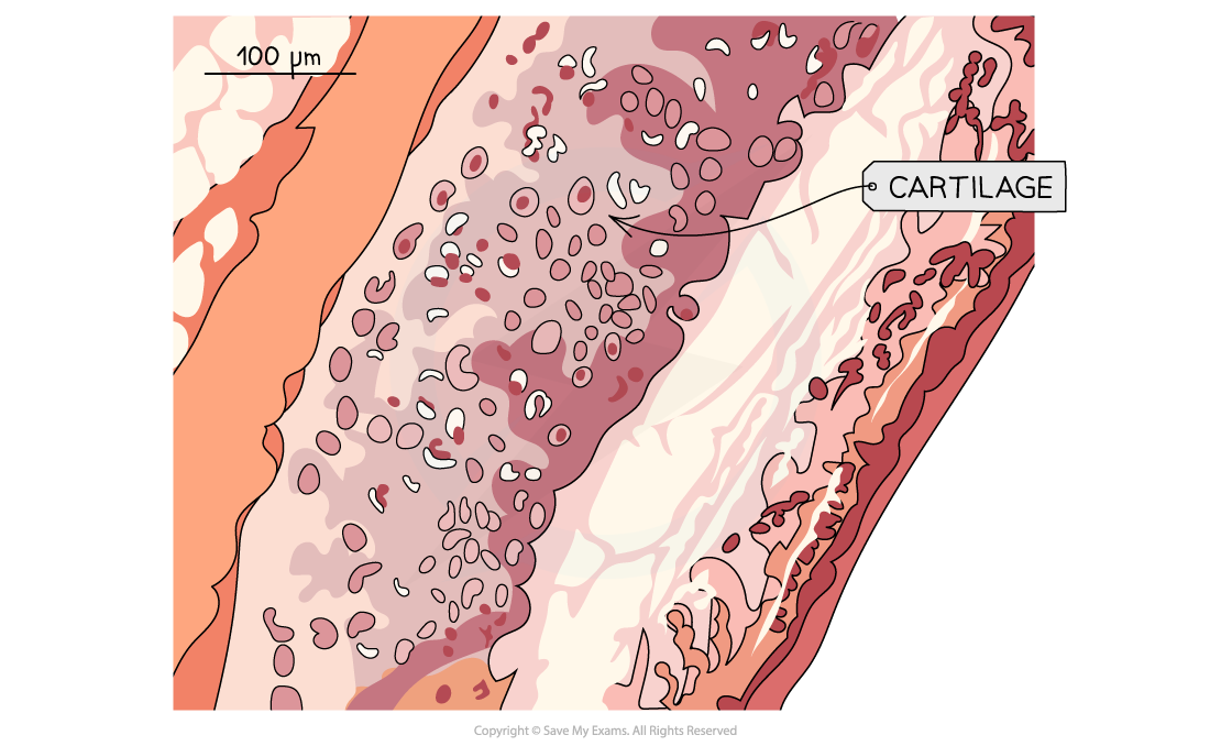 Cartilage-micrograph