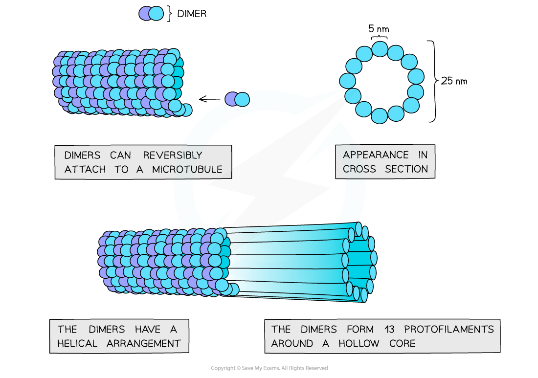 Cell-Components_Microtubule