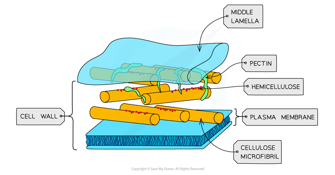 Cell-components_Cell-wall