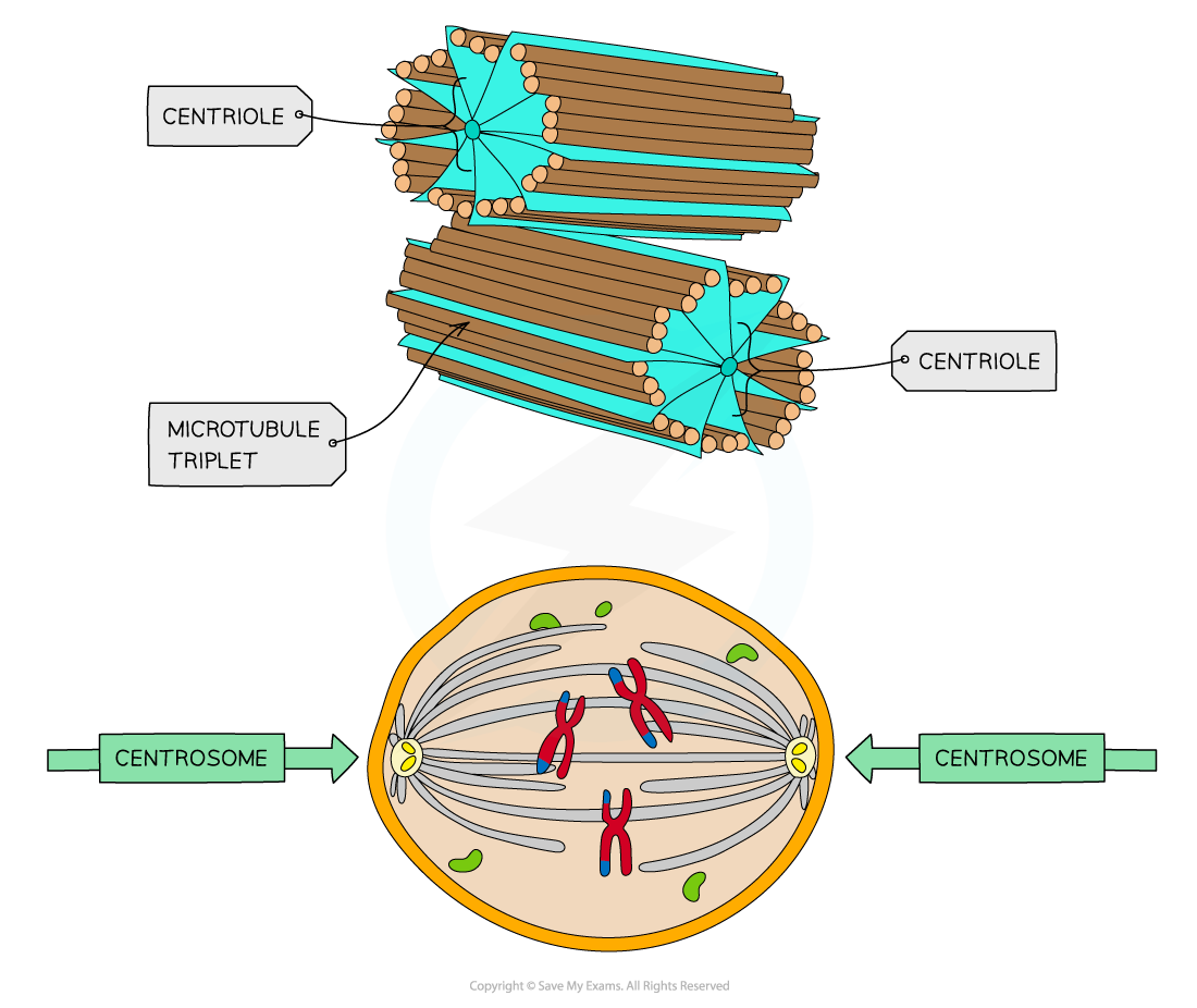 Cell-components_Centriole