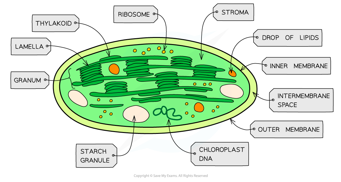 Cell-components_Chloroplast