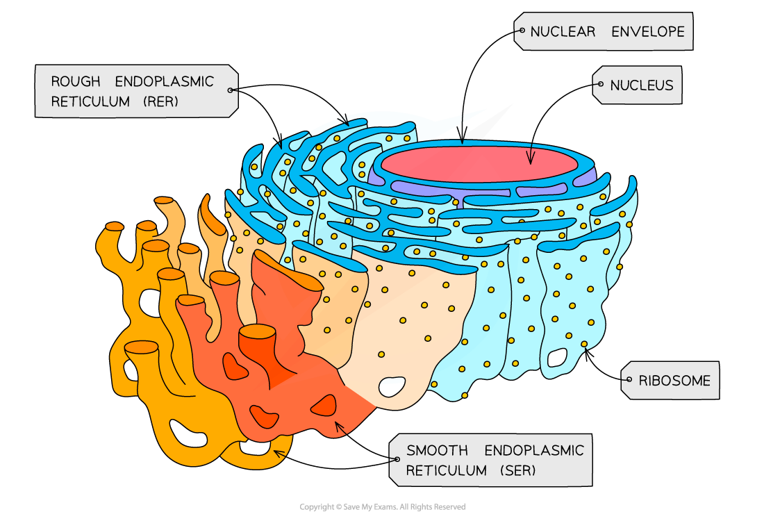 Cell-components_Endoplasmic-reticulum
