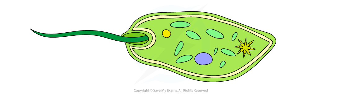 Cell-components_Flagella