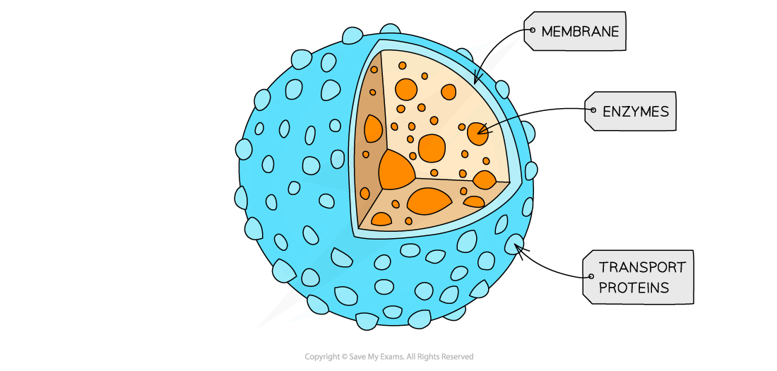 Cell-components_Lysosomes