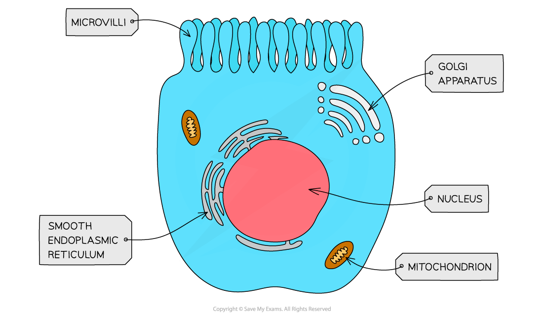 Cell-components_Microvilli