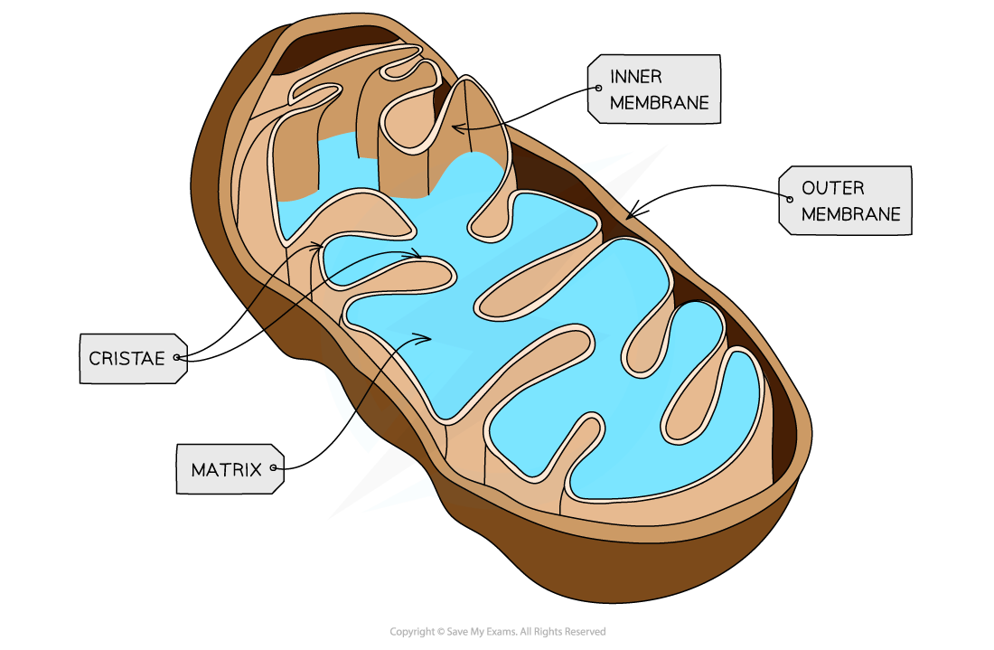 Cell-components_Mitochondria