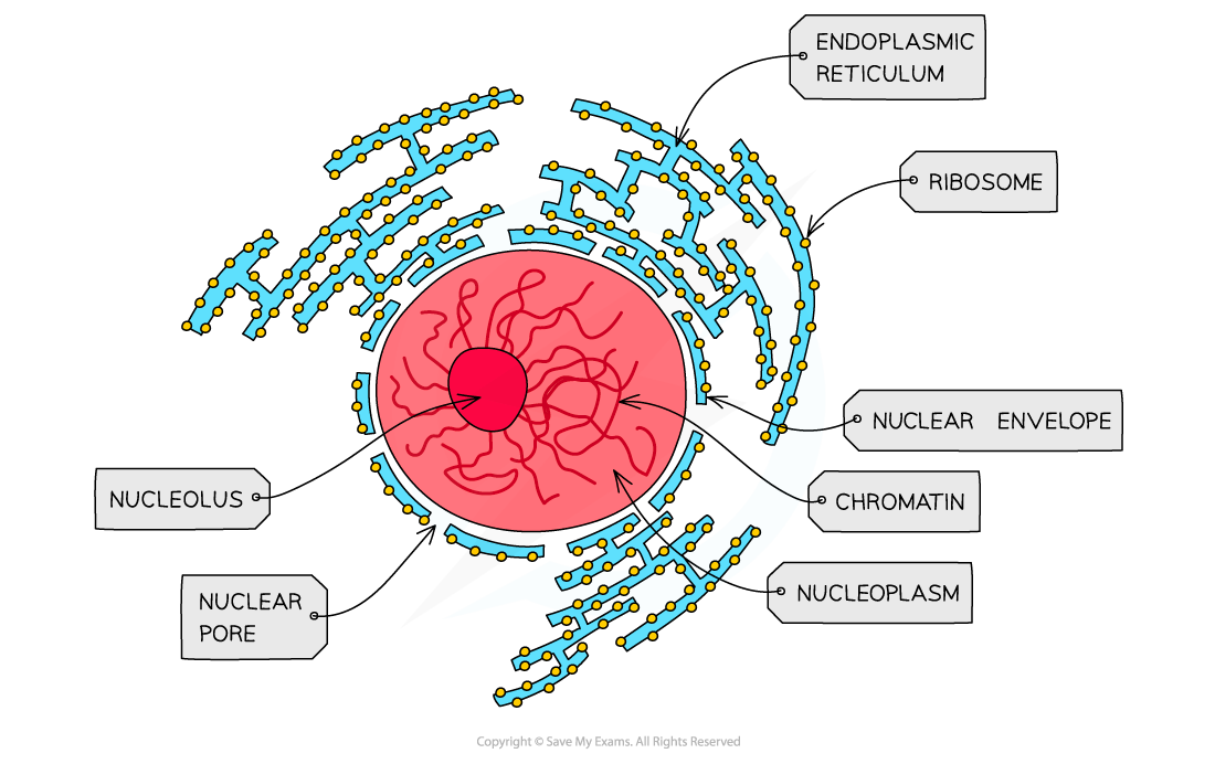 Cell-components_Nucleus