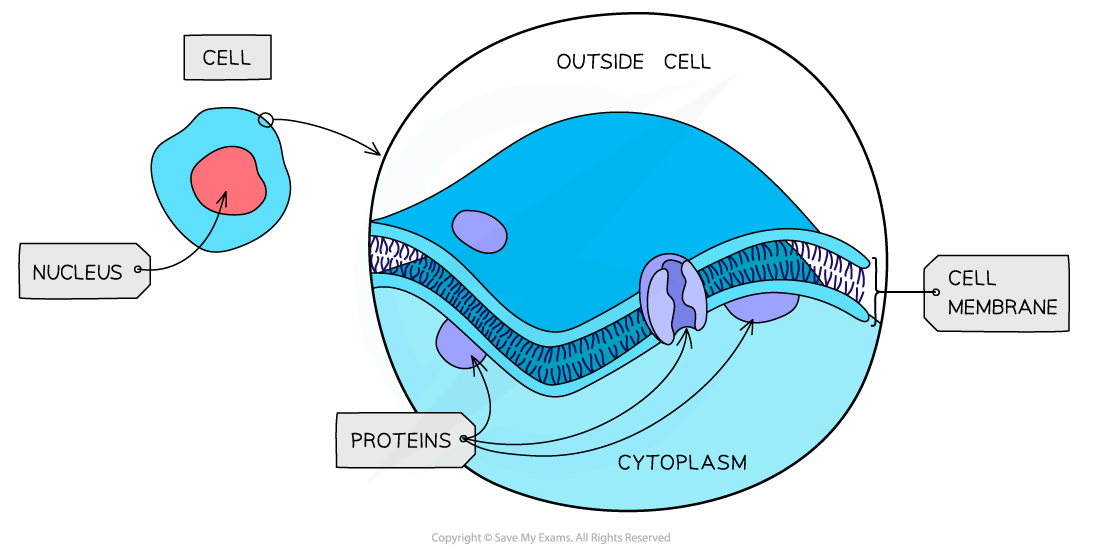 Cell-components_Plasma-membrane