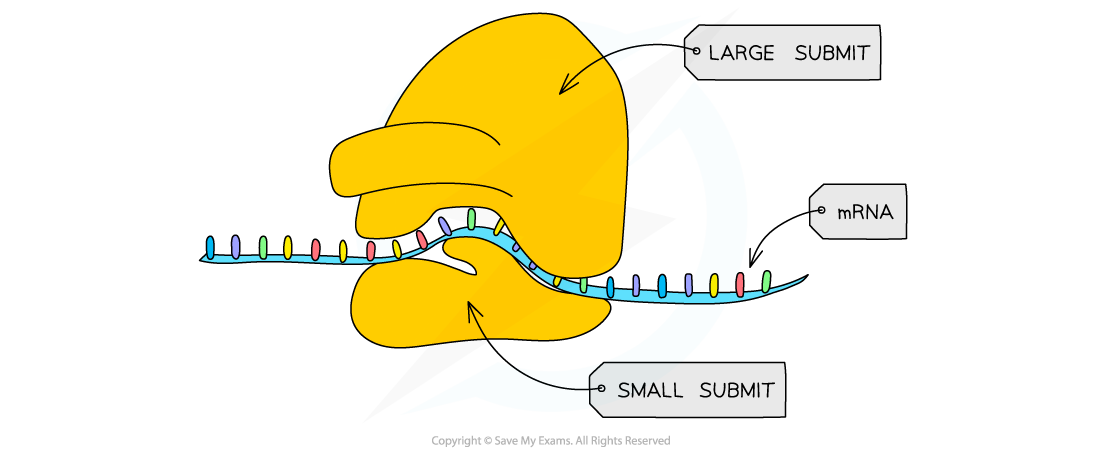 Cell-components_Ribosome