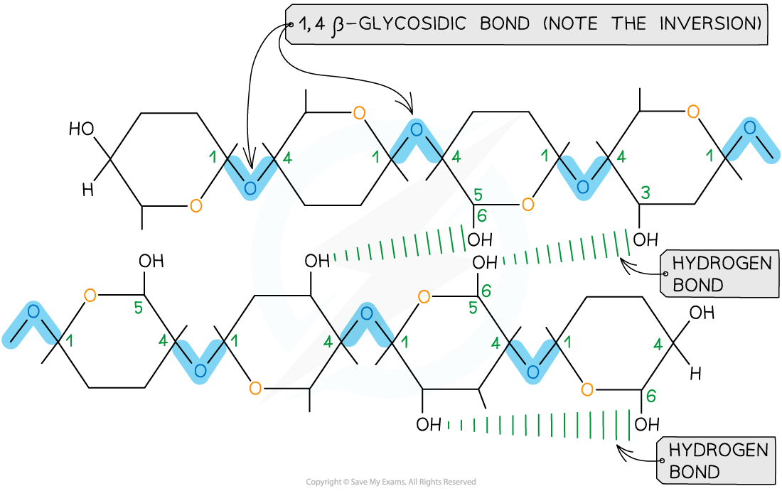 Cellulose_-hydrogen-bond-formation-between-chains