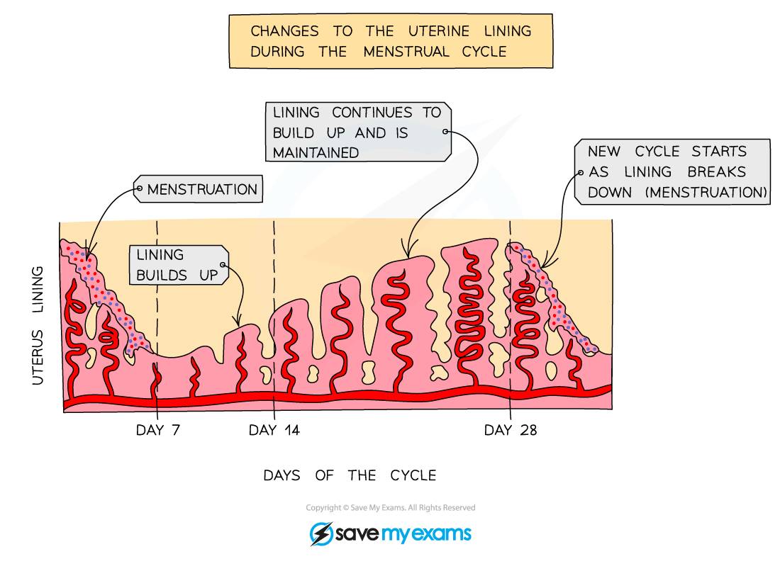 Changes-in-the-lining-of-the-uterus-during-the-menstrual-cycle