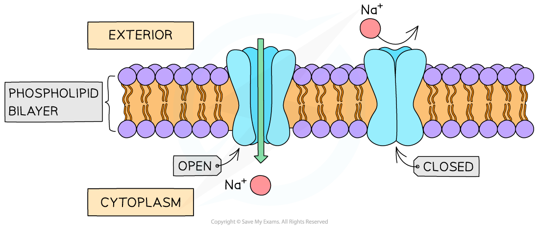 Channel-protein
