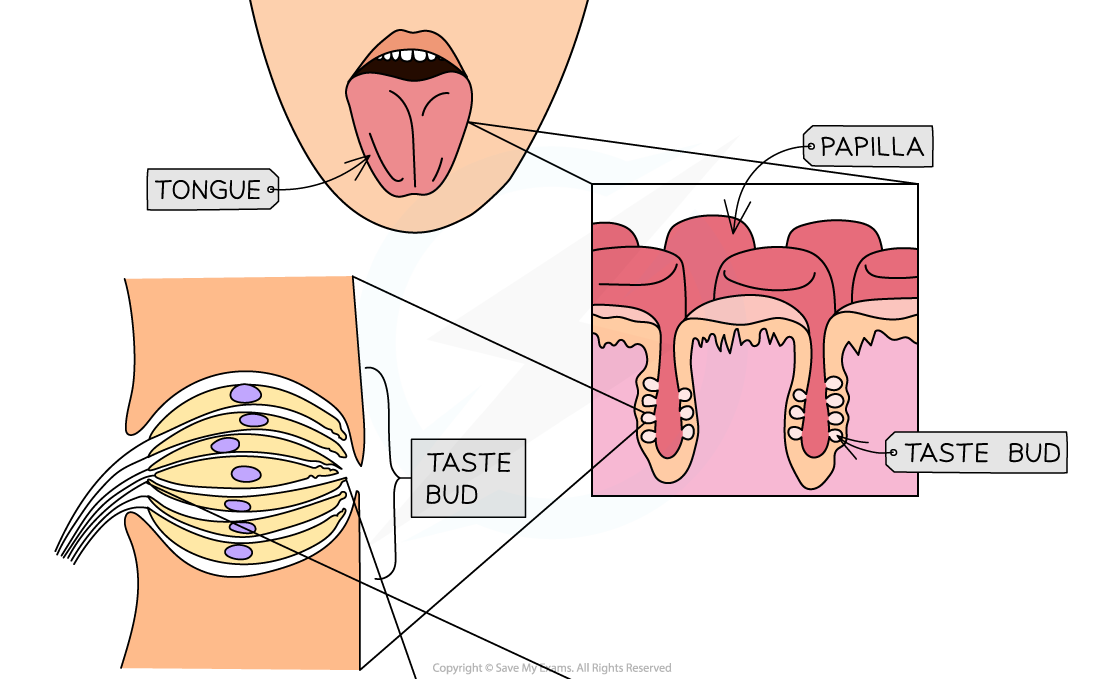 Chemoreceptors-in-the-tongue-1_1