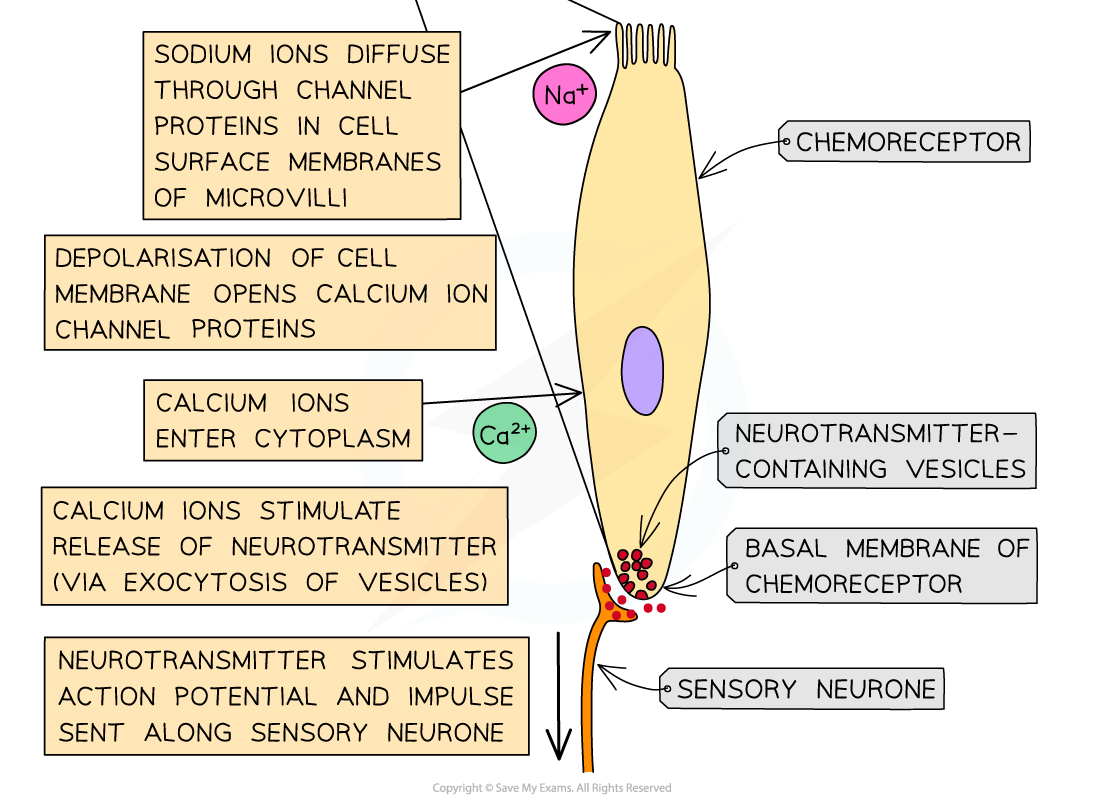 Chemoreceptors-in-the-tongue-2_2