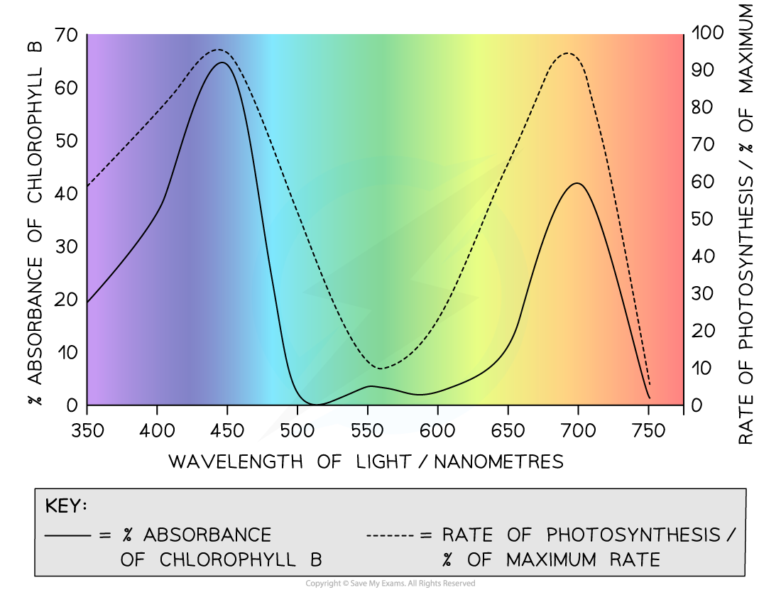Chlorophyll-and-Visible-Light-Wavelengths