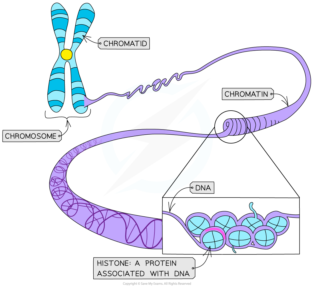 Chromatin-and-histone-proteins