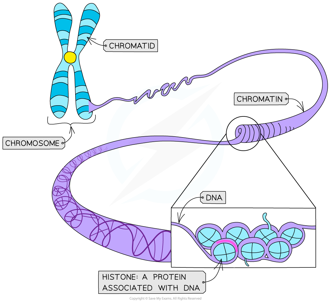 What Is The Primary Level Of Chromatin Structure