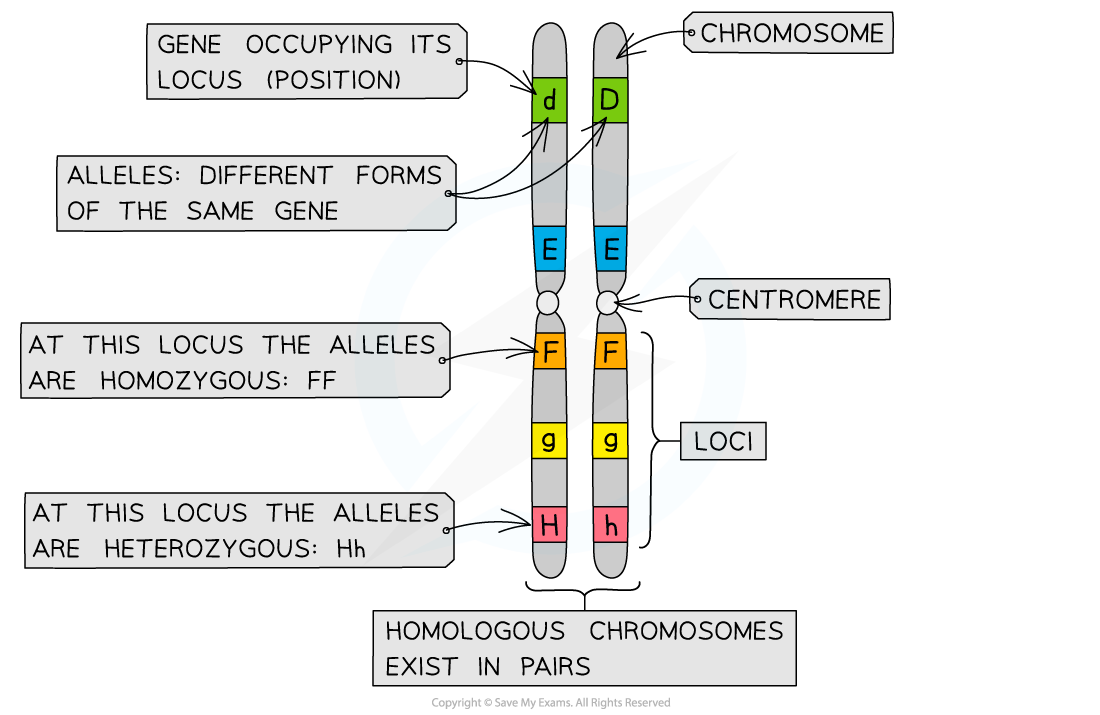 Chromosomes-showing-gene-and-loci